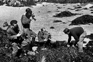 Ormer fishing caught on film