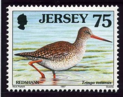 Seabirds and waders