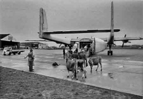 Cattle destined for Libya in 1975