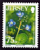 Wildflower definitives