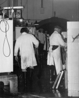 The fish market in the 1970s