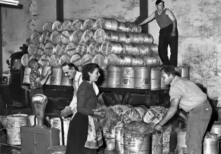 Packing potatoes in barrels in 1961