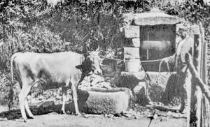 A cow drinking at a traditional Jersey granite trough