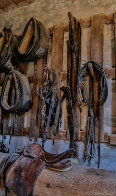 Equestrian tackle - picture by Steve Lund