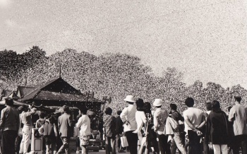 Petals from Heaven finale