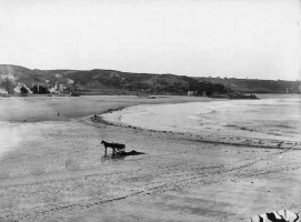 A solitary vraic cart in St Brelade's Bay in the late 19th century