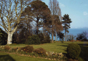 The copper beech and view eastwards from the Manor bedrooms, 1960s