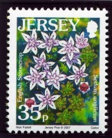 Wildflower definitives