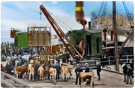 Cattle being loaded for export at St Helier Harbour