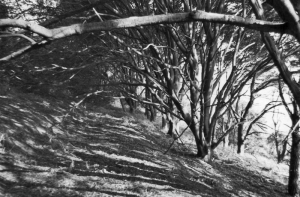 The Ilex Path, Noirmont Woods, when walking from La Dgerde de Don, looking northwards, 1973