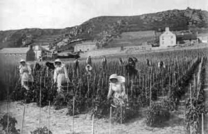 Picking tomatoes at L'Etacq