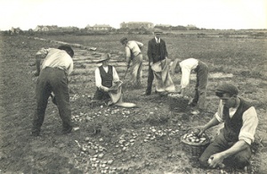 Harvesting potatoes by hand