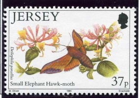 Butterflies and moths