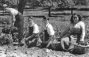 A pause while picking potatoes for the Hills