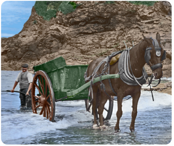 Detail from collecting vraic at Greve de Lecq