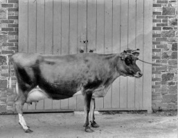 Mr Perree's champion cow Miss Rosette. [1]