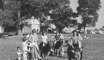Lester Quenault's donkeys on Gorey common