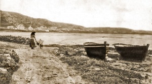 Collecting vraic with a wheelbarrow at L'Etacq