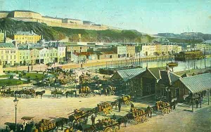 The 1907 potato season at its height