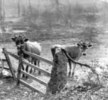 Jersey cows photographed by Albert Smith in 1900