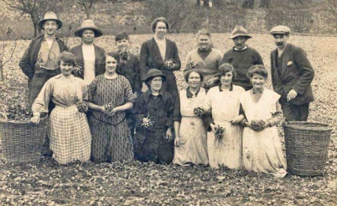 Radish pickers at La Moye in 1906